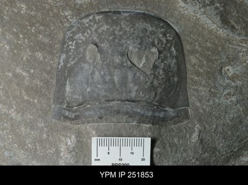 Eurypterus sp.