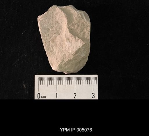 Psocidium kansasense