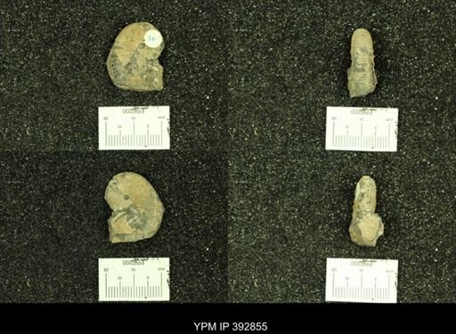 undet. Mollusca