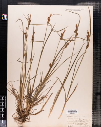 Carex flava