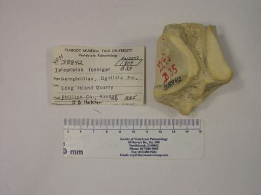 Teleoceras fossiger