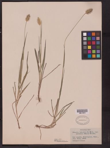 Setaria geniculata imberbis