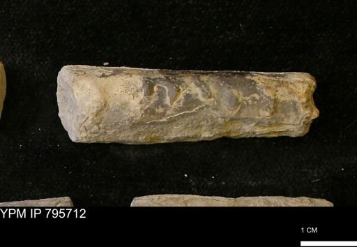 Baculites sp.