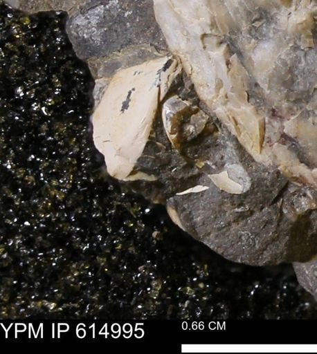 Baculites sp.
