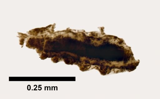 Hansenoteuthis lucens
