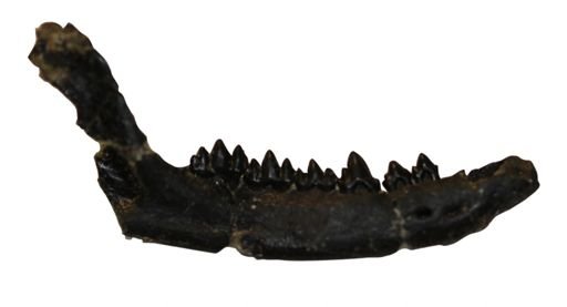 Tinodon ferox