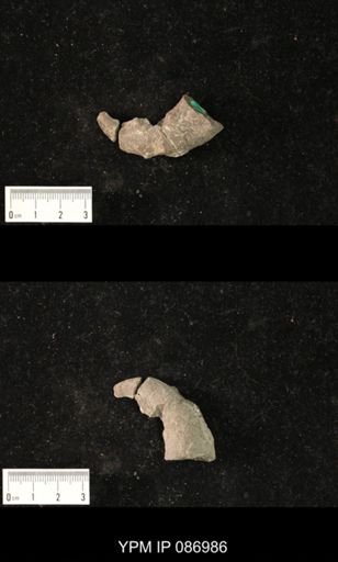undet. Nautiloidea