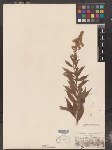 Solidago rugosa