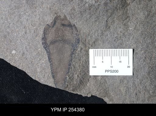 Eurypterida