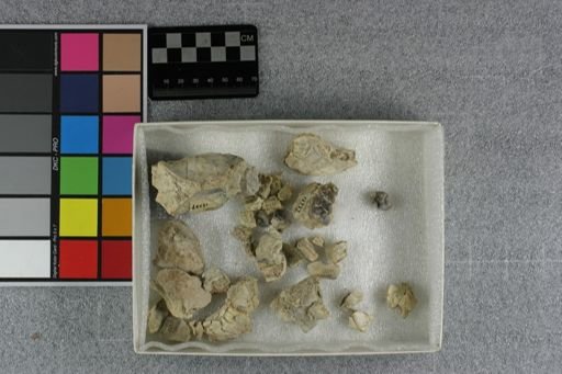 Tayassuidae