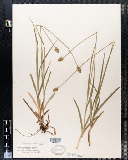 Carex muehlenbergii