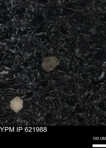 undet. Foraminiferida