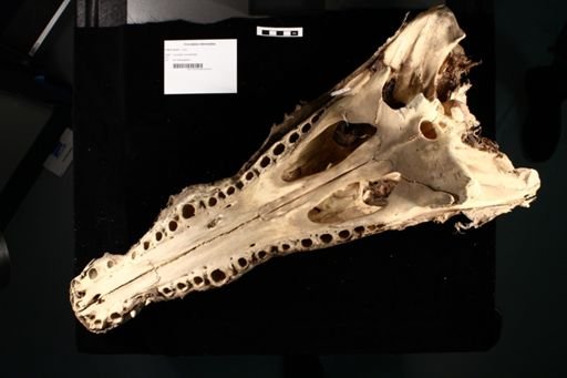 Crocodylus intermedius