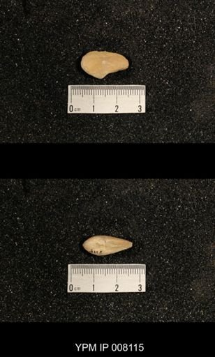 Phestia bellistriata