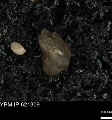 undet. Foraminiferida