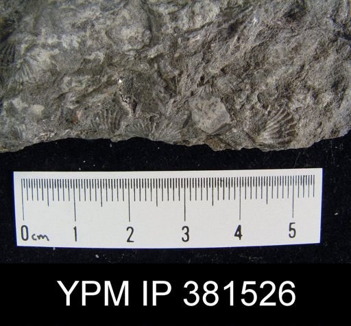 Tylothyris sp.
