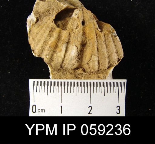 Spirifer murchisoni