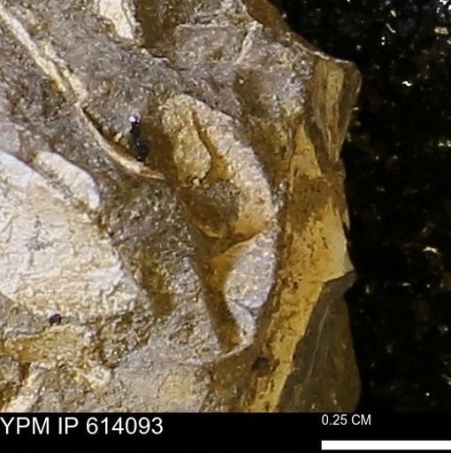 undet. Mollusca