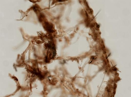 Callyspongia subarmigera