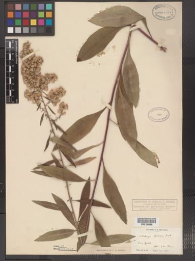 Solidago speciosa