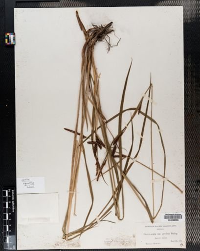Carex aquatilis