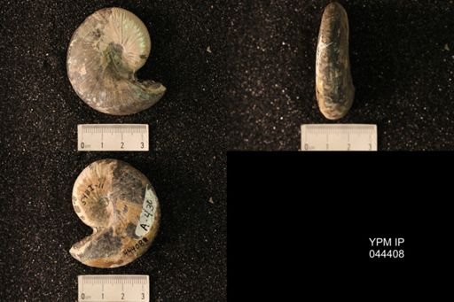Hoploscaphites nicolletii