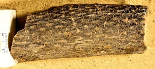 Lepidodendron
