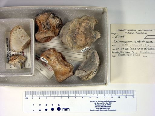 Deinonychus antirrhopus