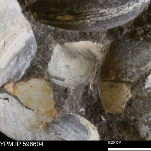 Protocardia?