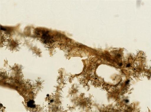 Agelas sp.