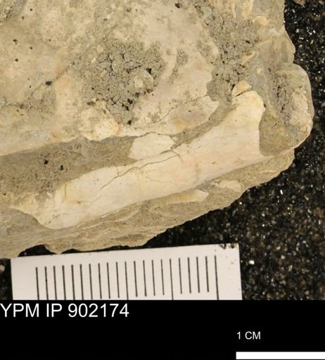 Baculites sp.