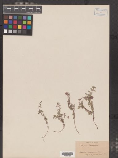 Thymus serpyllum