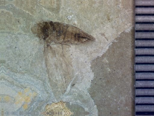 undet. Hemiptera