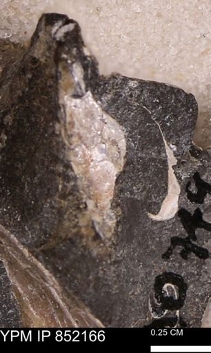undet. Bivalvia