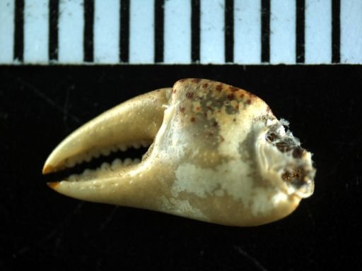 Hemigrapsus sanguineus