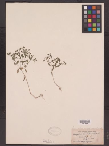 Paronychia canadensis