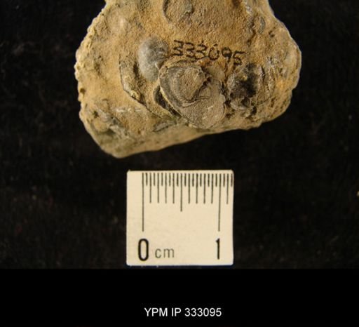 undet. Dalmanitacea