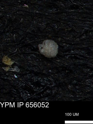 undet. Foraminiferida