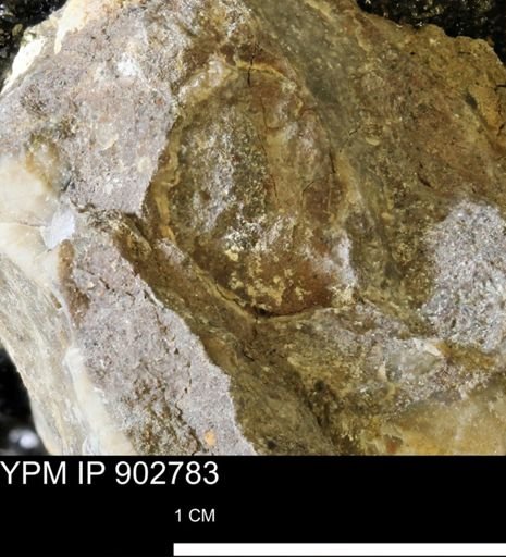 undet. Mollusca