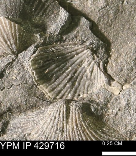 Brachiopoda