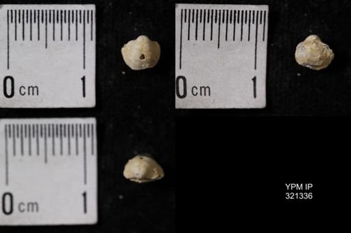Ambocoelia umbonata