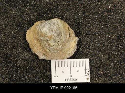 Baculites sp.