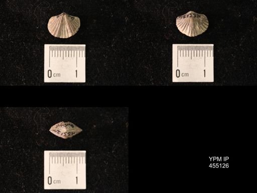 Platystrophia sublaticosta
