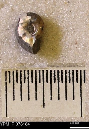 undet. Scaphitidae