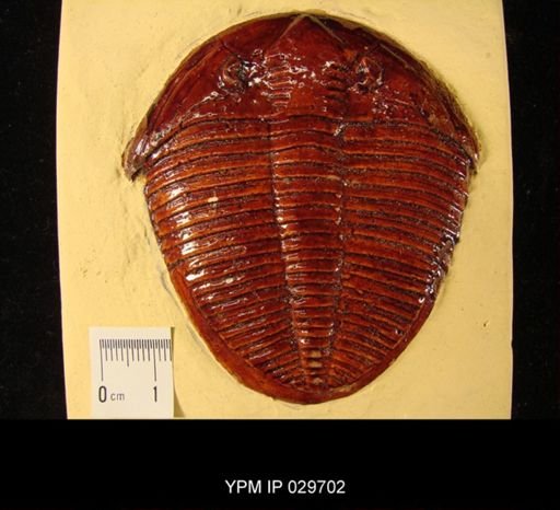 Ogygites bucki