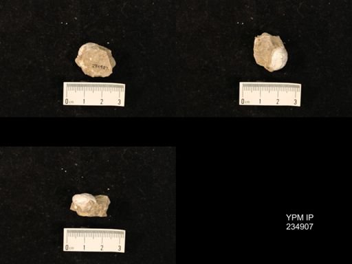 Marginifera fragilis