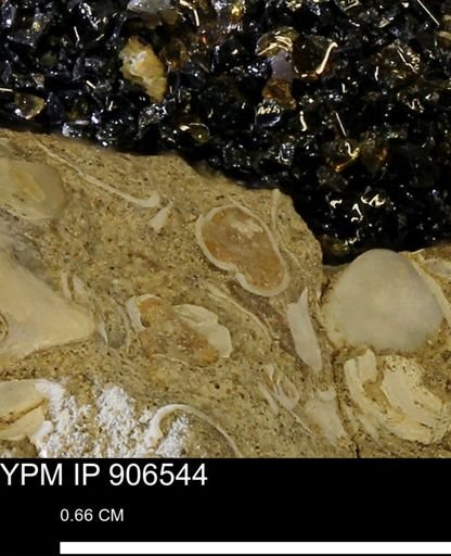 Corbulamella?