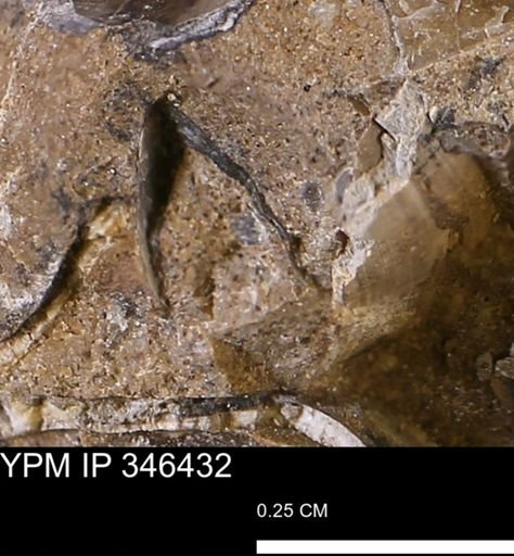 undet. Mollusca