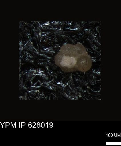 undet. Foraminiferida