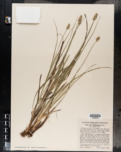 Plantae